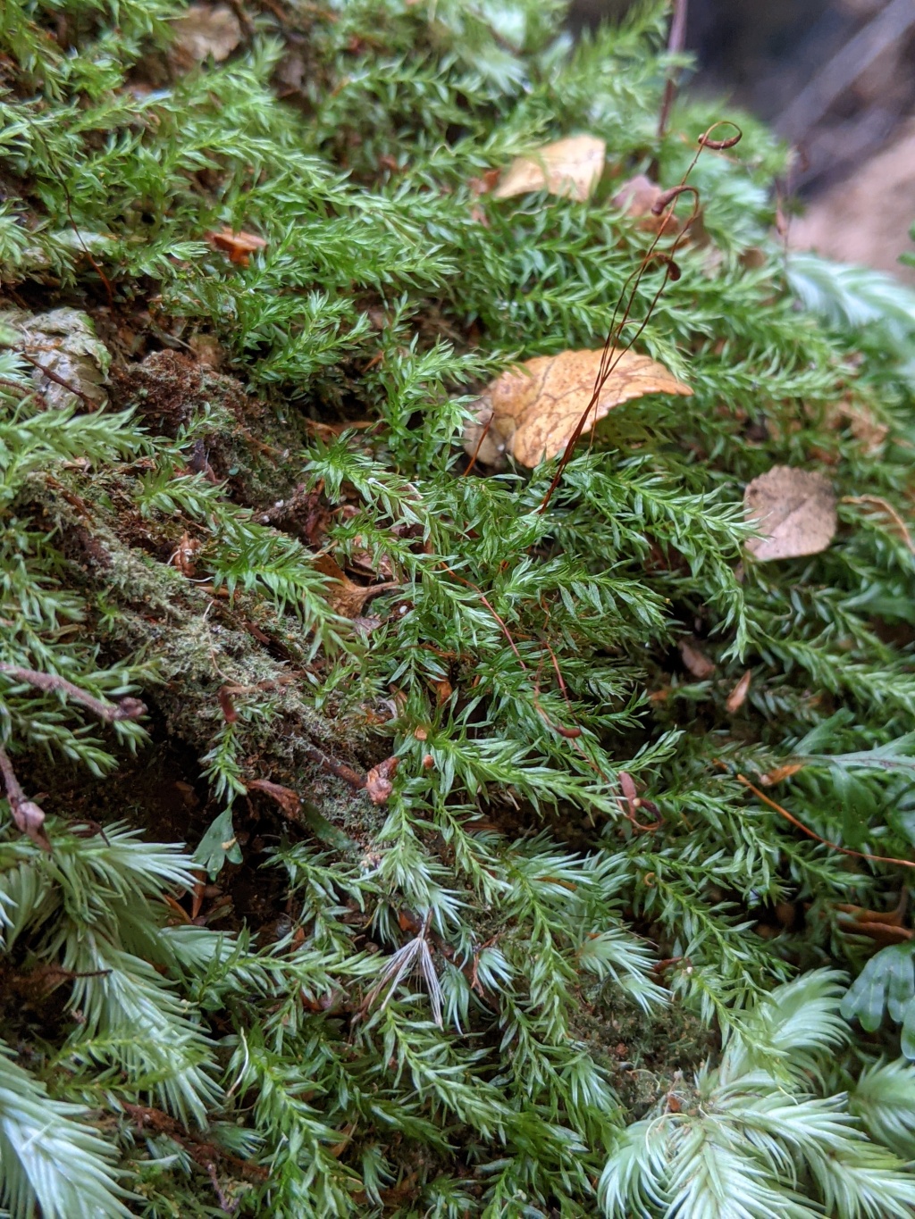 Goniobryum (hero image)