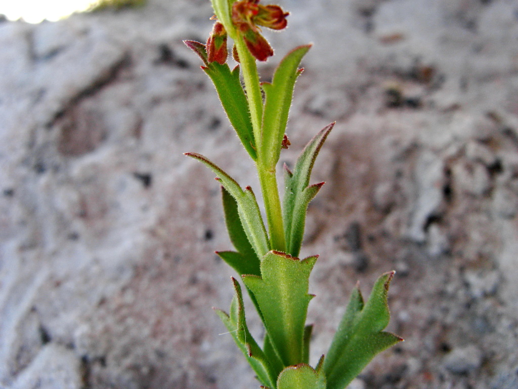 Haloragis aspera (hero image)