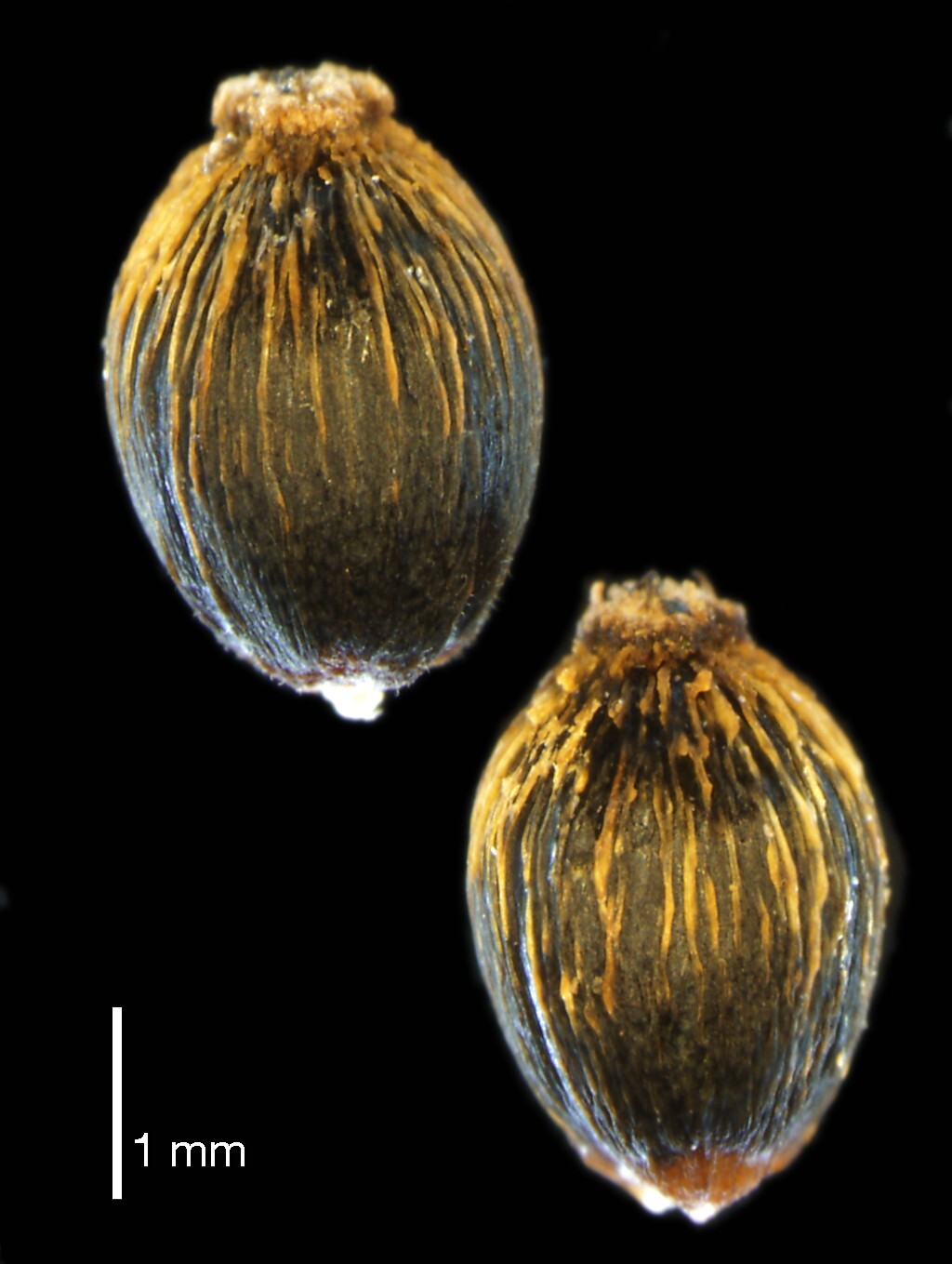Calorophus elongatus (hero image)