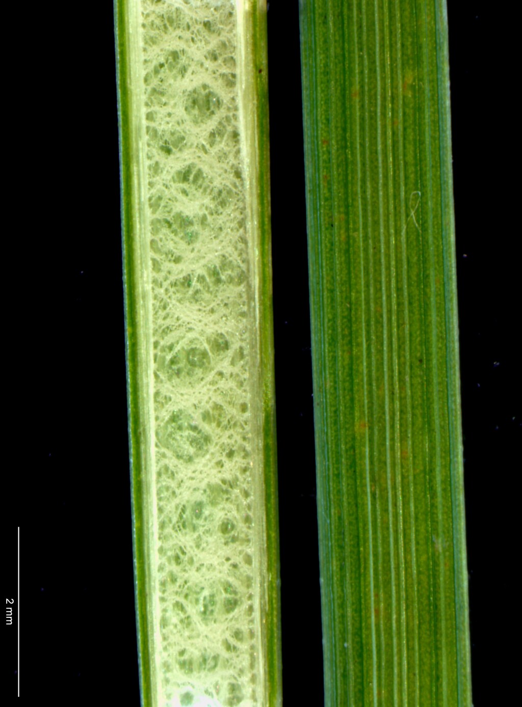 Juncus sarophorus (hero image)