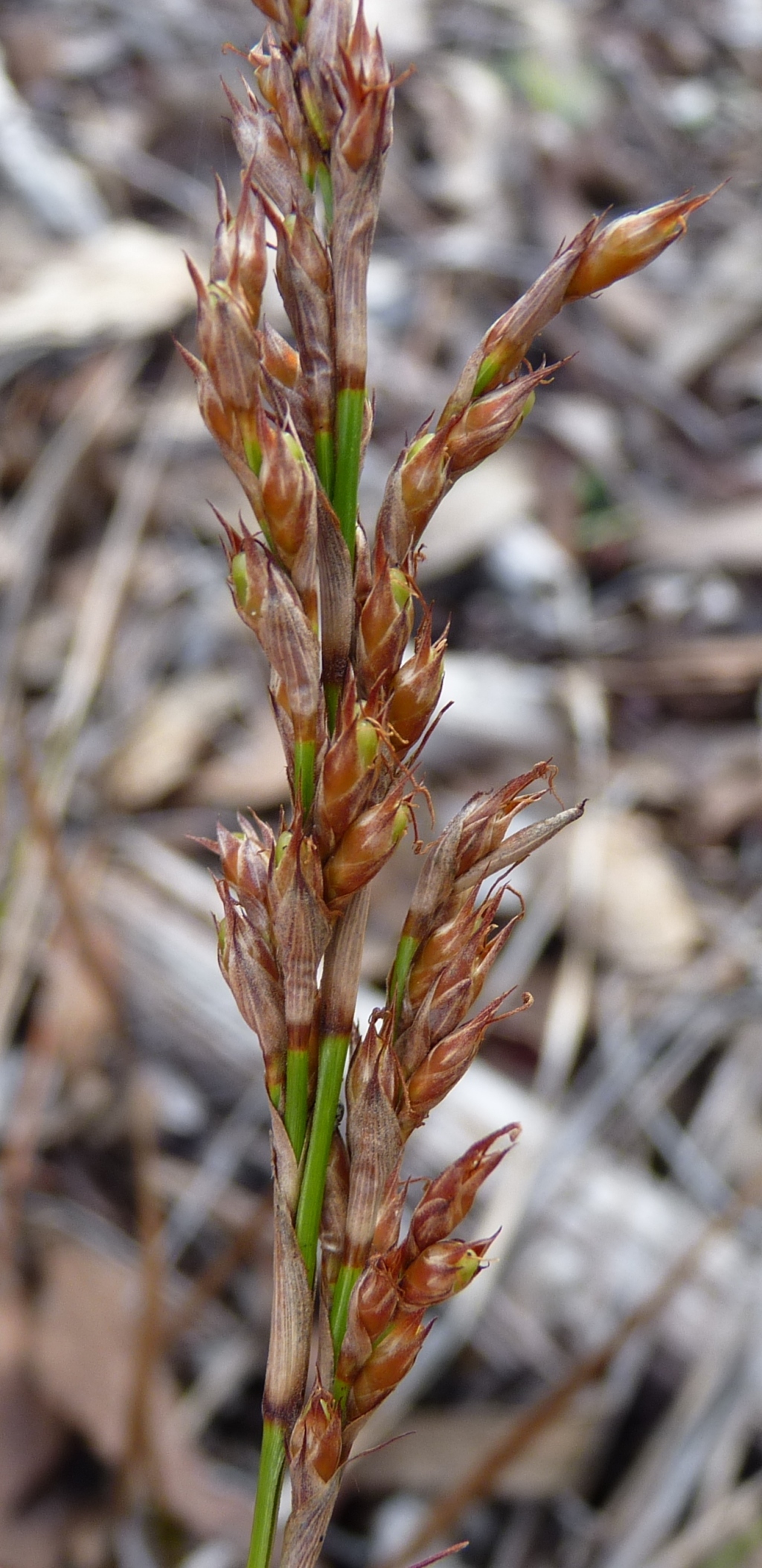 Lepidosperma laterale (hero image)