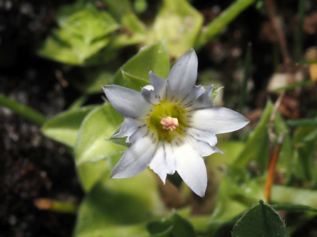 Gentianaceae (hero image)