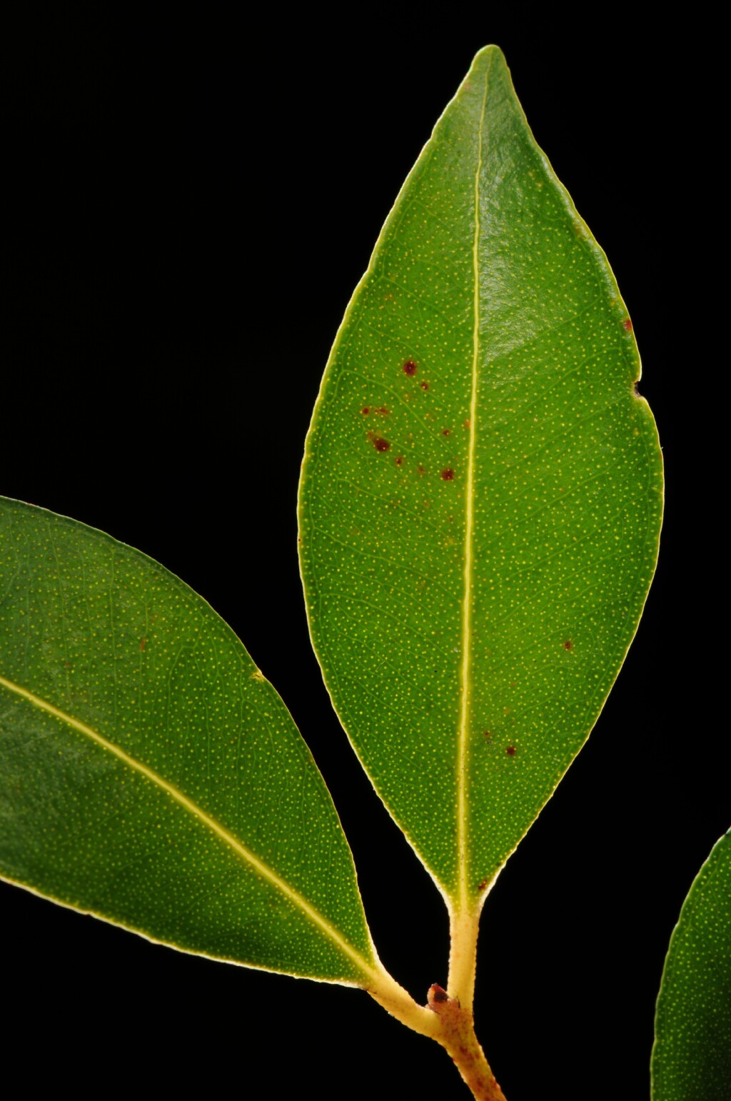 Syzygium smithii (hero image)