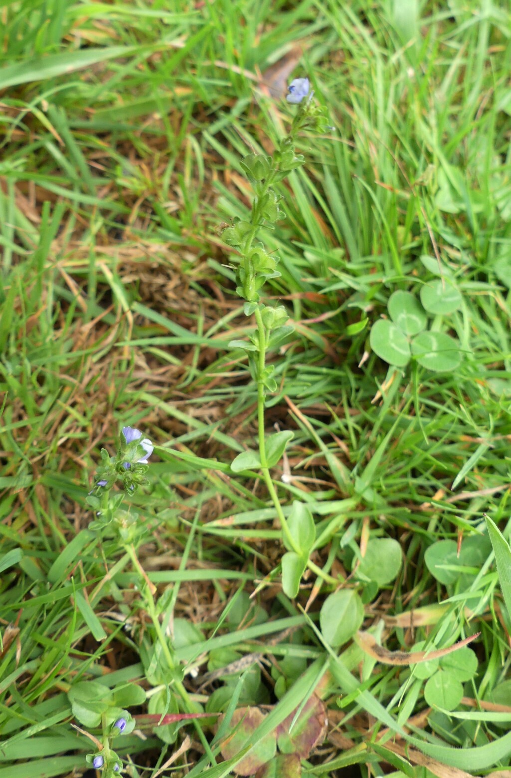 Veronica serpyllifolia (hero image)