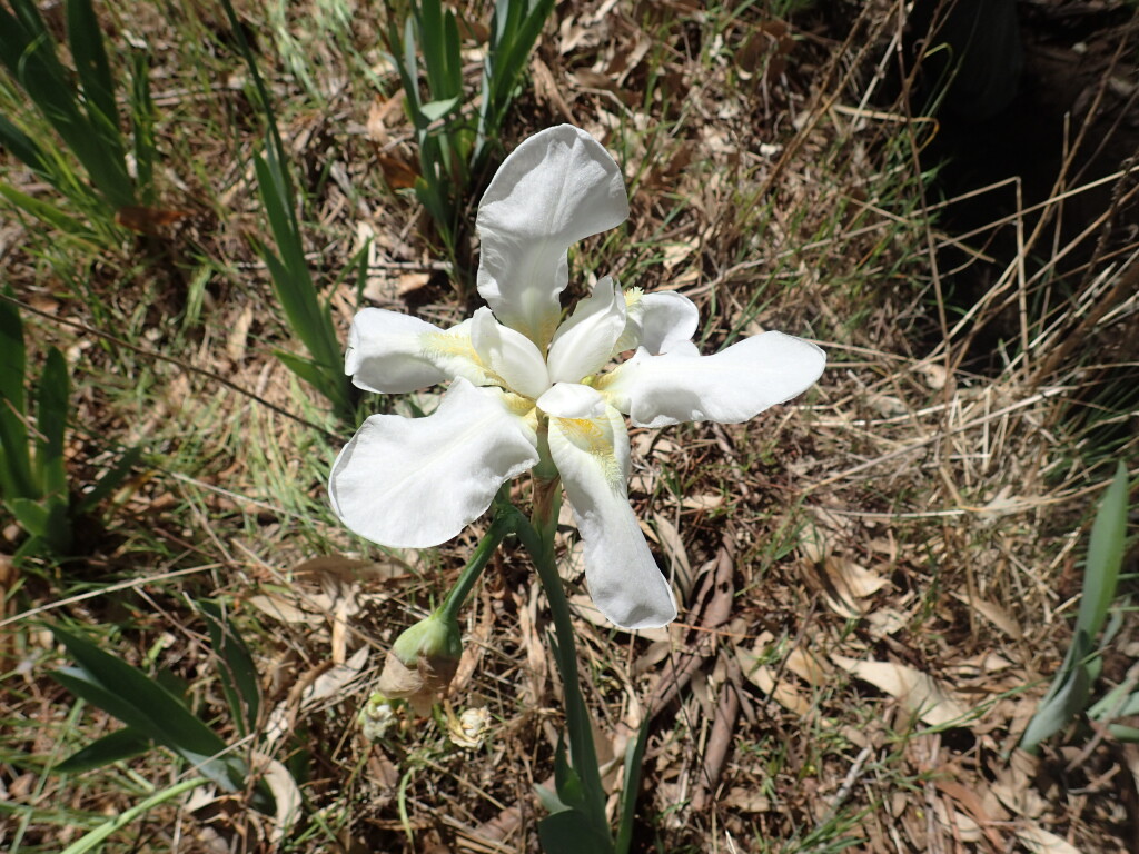 Iris germanica (hero image)