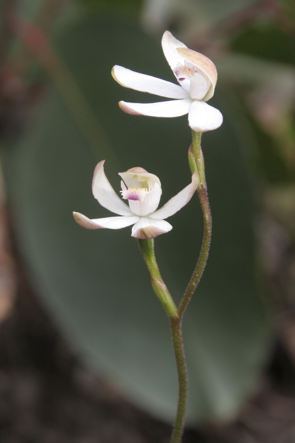 Caladenia alpina (hero image)