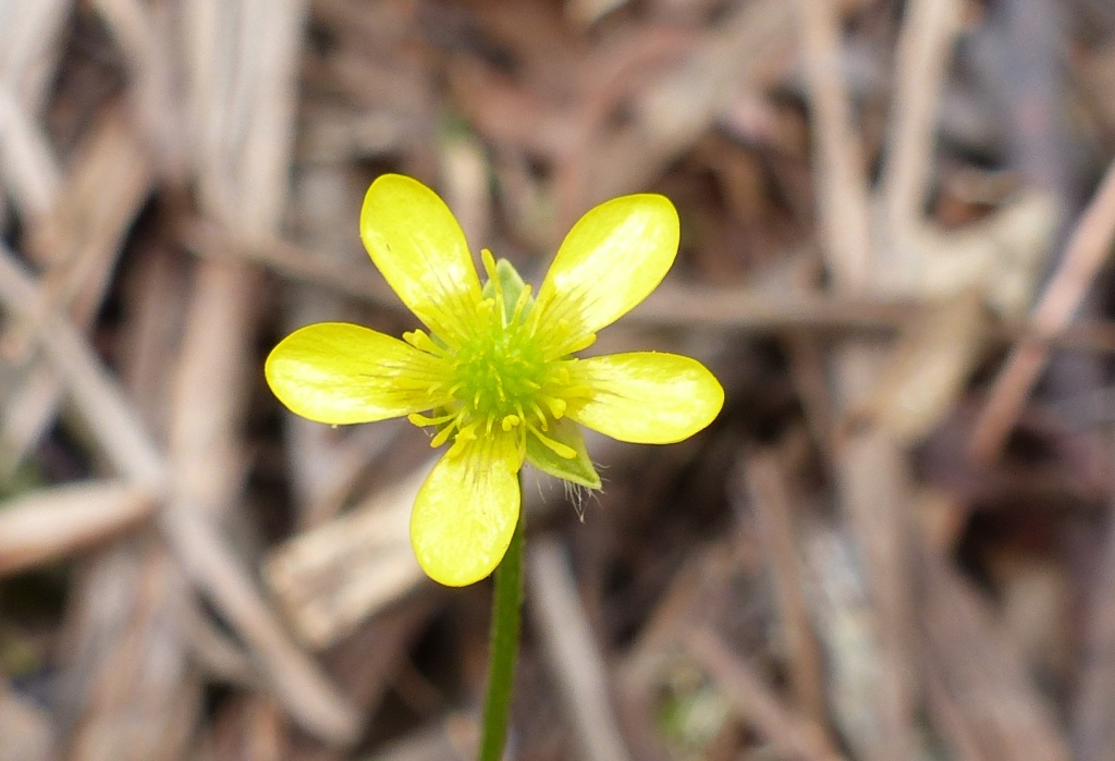 Ranunculus scapiger (hero image)