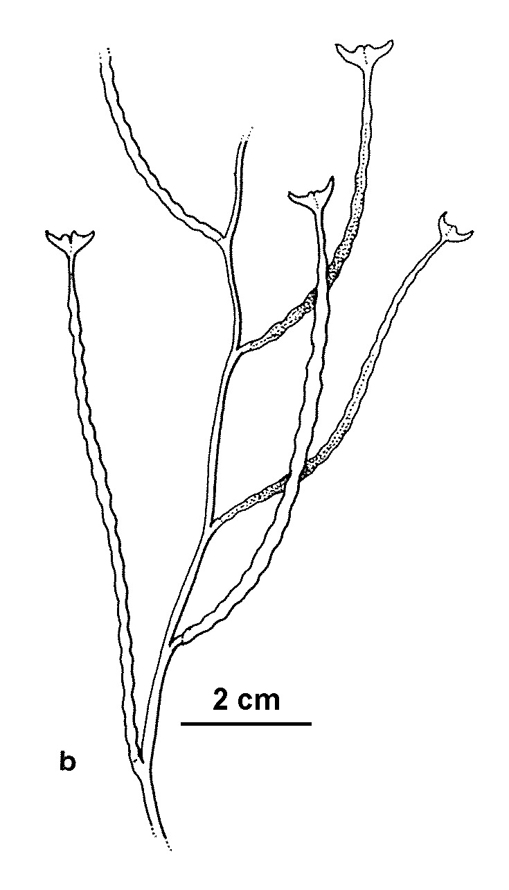 Matthiola longipetala subsp. bicornis (hero image)
