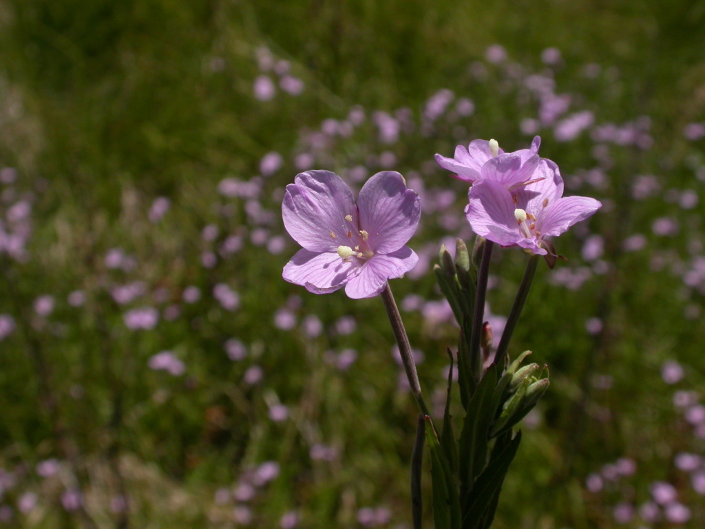 Epilobium pallidiflorum (hero image)