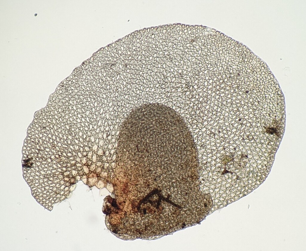 Frullania incumbens (hero image)