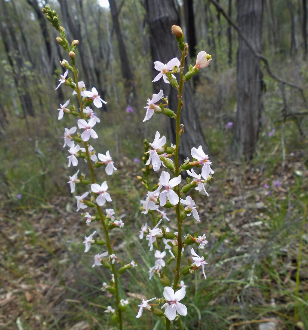 Stylidium graminifolium (hero image)