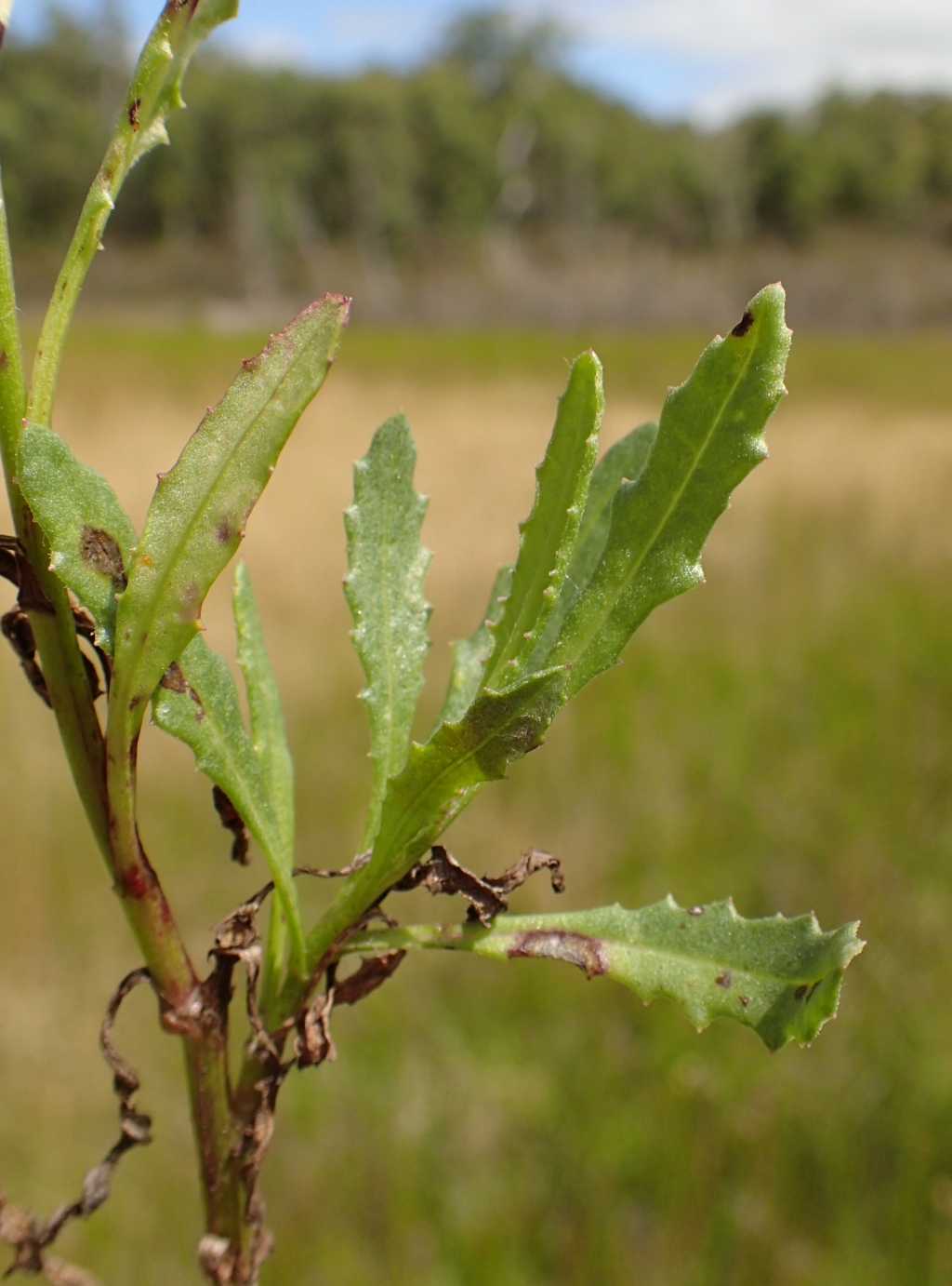 Senecio psilocarpus (hero image)