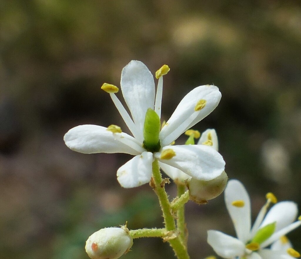 Bursaria spinosa subsp. lasiophylla (hero image)