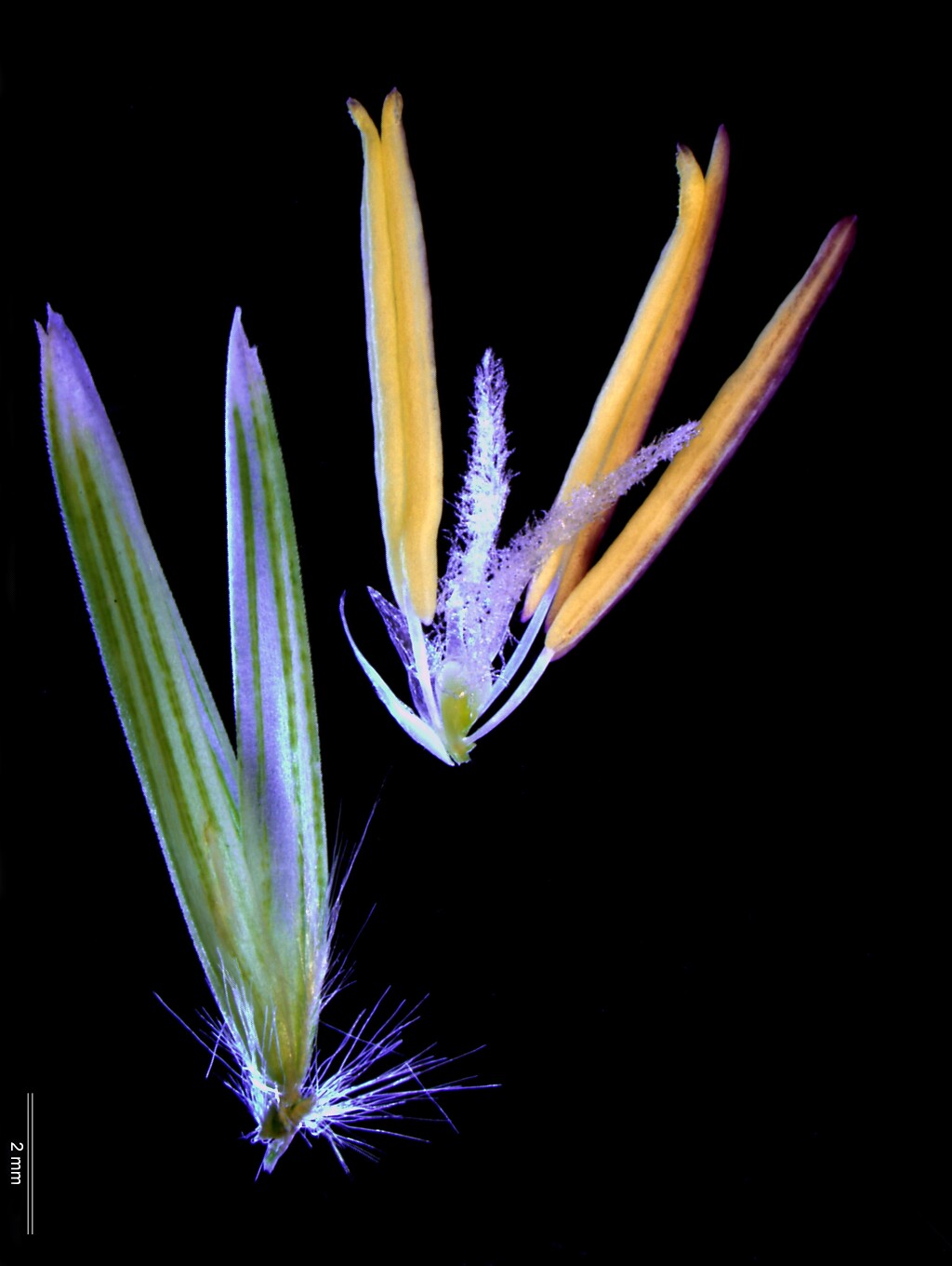 Calamagrostis (hero image)