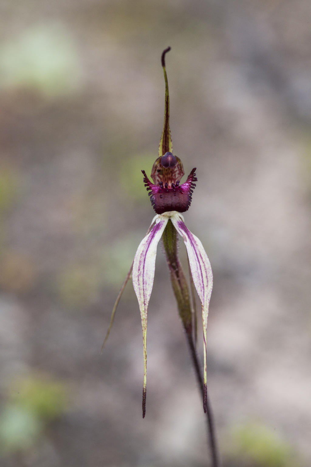 Caladenia lowanensis (hero image)