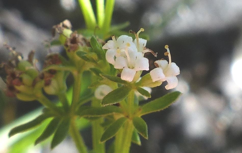 Asperula pusilla (hero image)