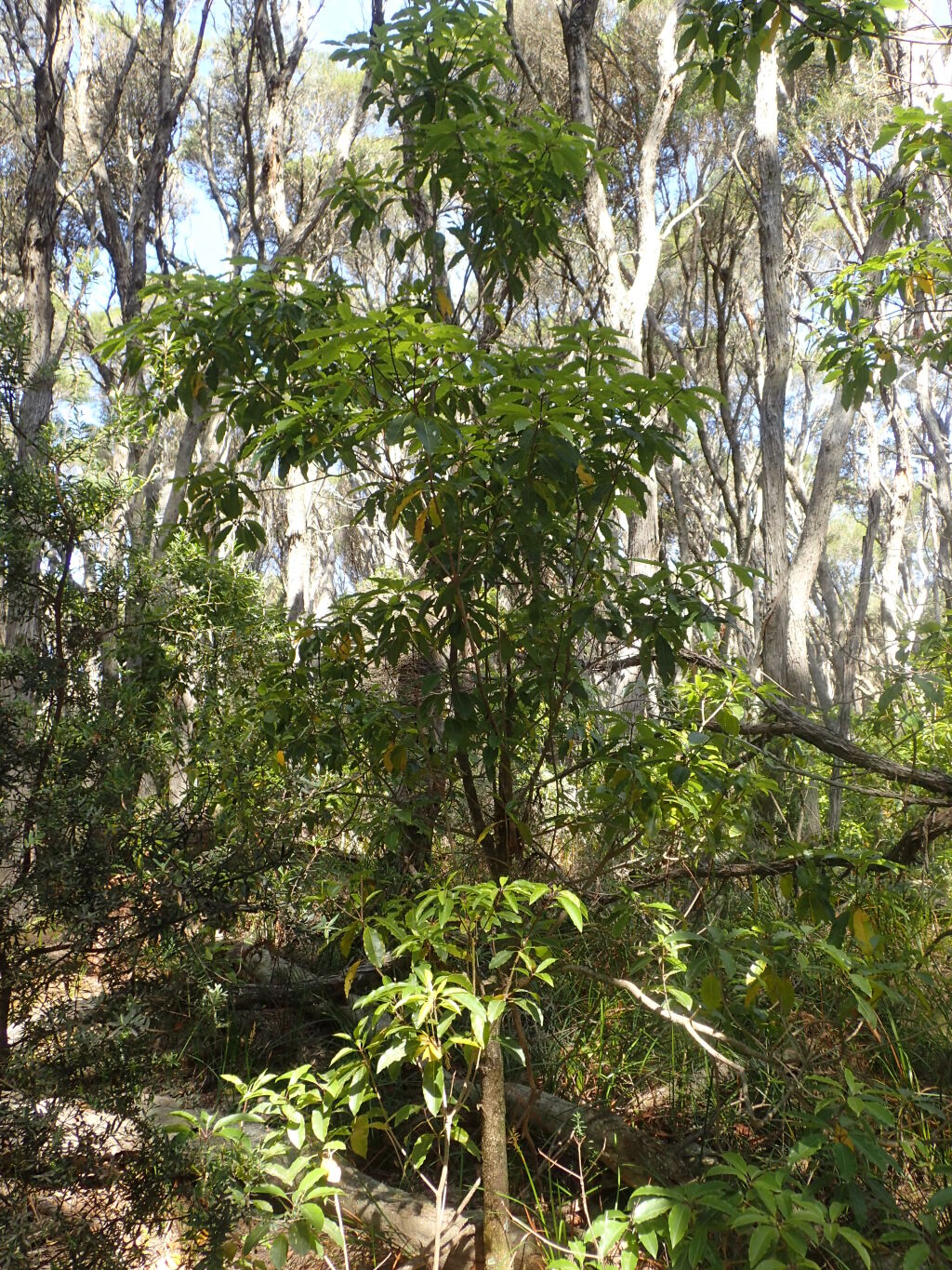 Pittosporum undulatum (hero image)