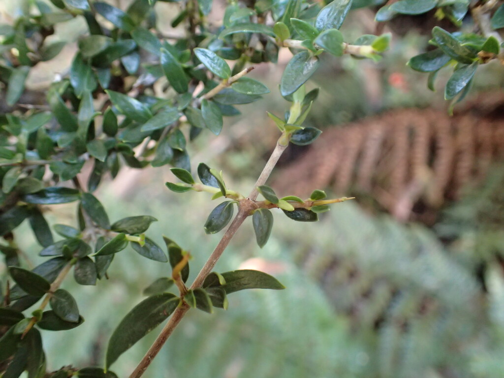 Coprosma nitida (hero image)