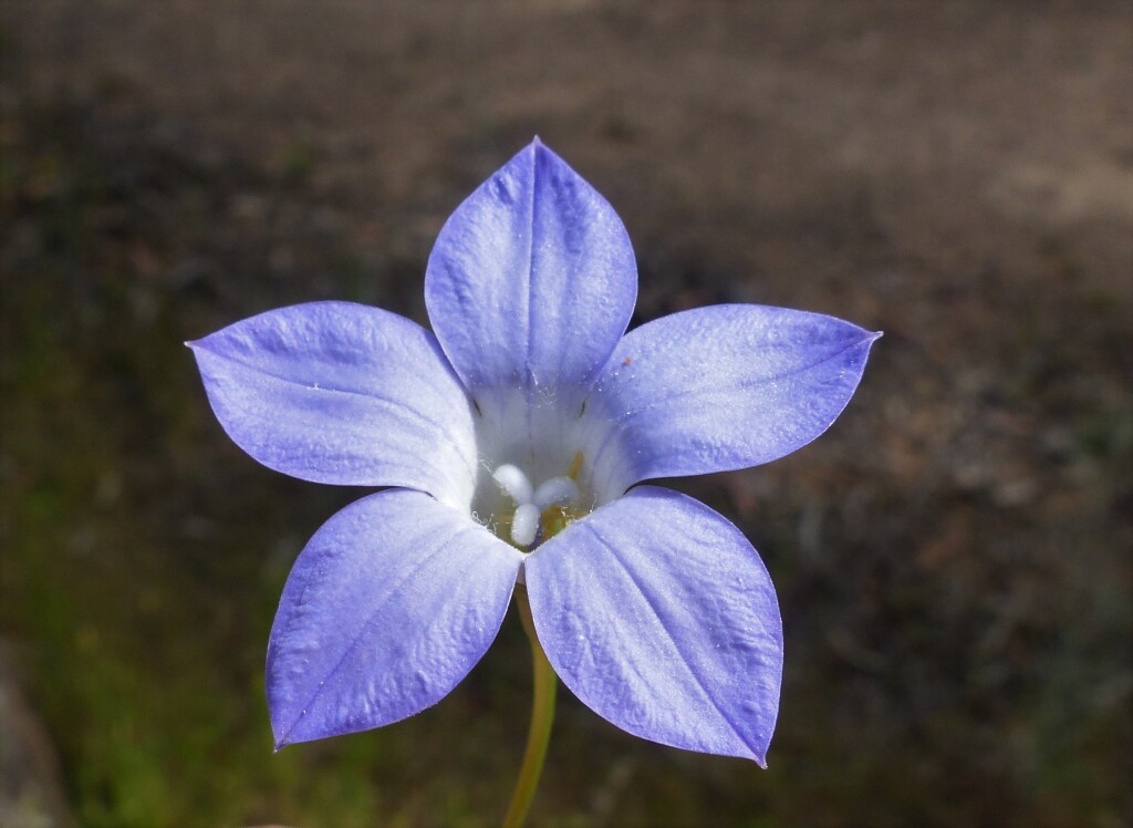 Wahlenbergia stricta (hero image)