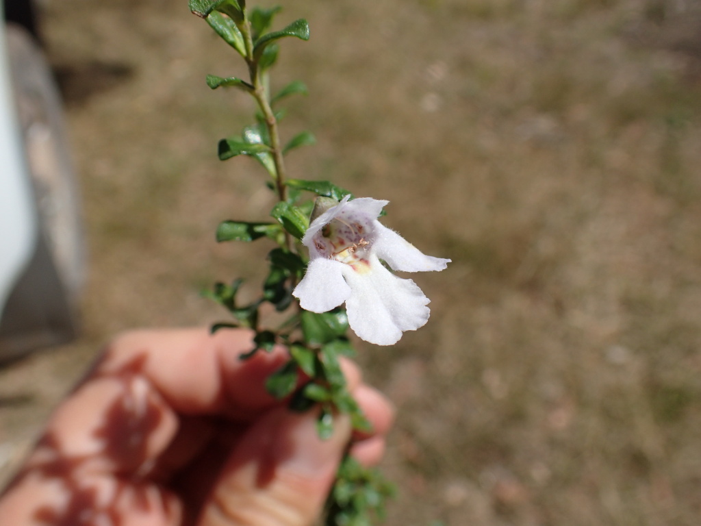 Prostanthera cuneata (hero image)