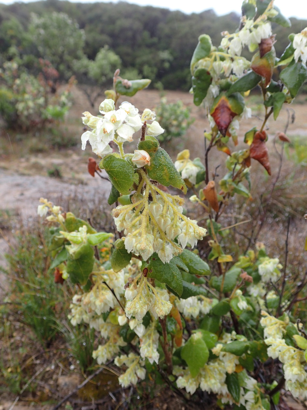 Lasiopetalum schulzenii (hero image)