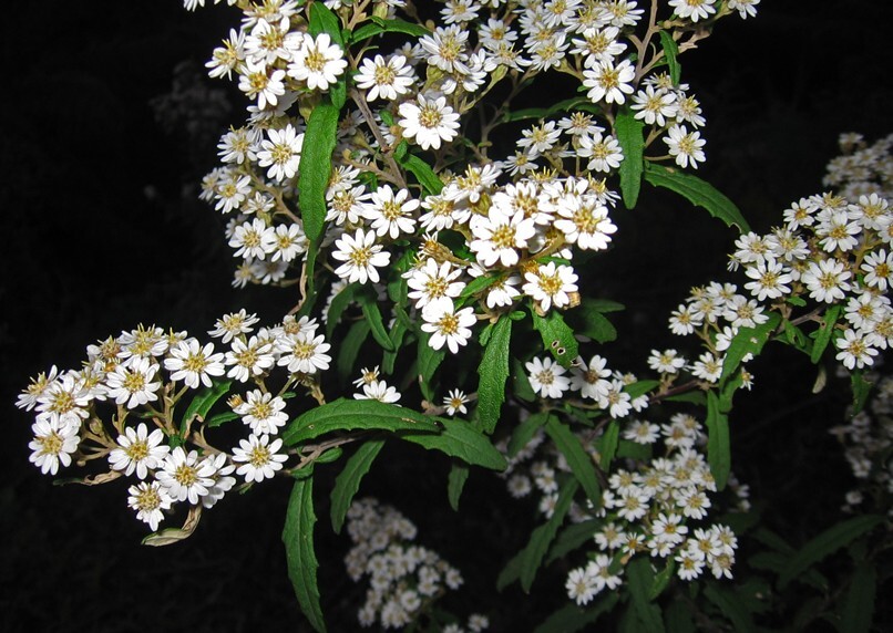 Olearia stellulata (hero image)