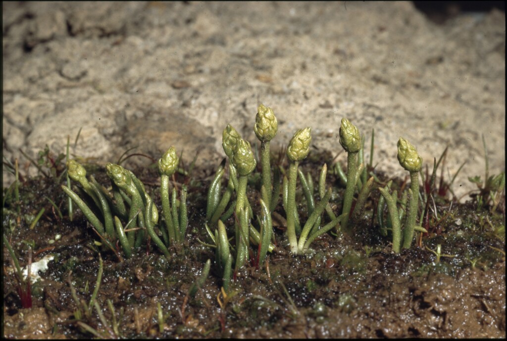 Phylloglossum (hero image)