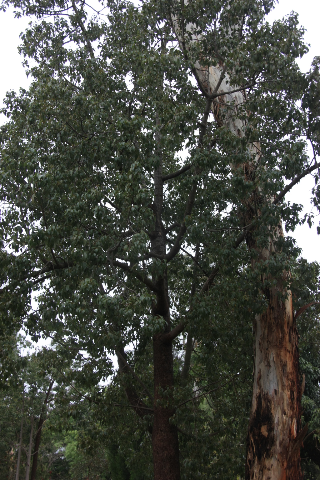 Brachychiton populneus subsp. populneus (hero image)