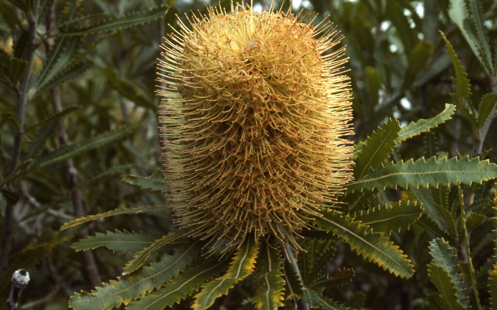 Banksia serrata (hero image)