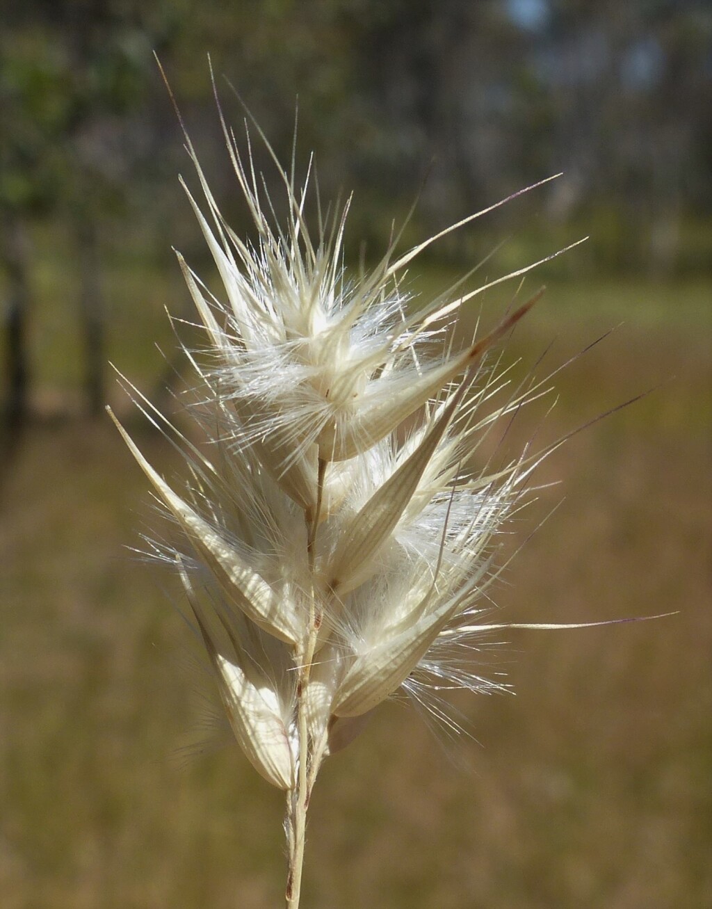Rytidosperma auriculatum (hero image)