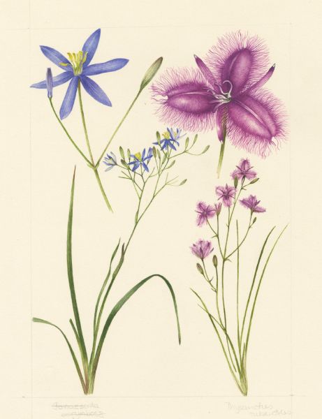 Illustration: Anita Barley, Royal Botanic Gardens Victoria. CC BY-NC-SA 4.0.
