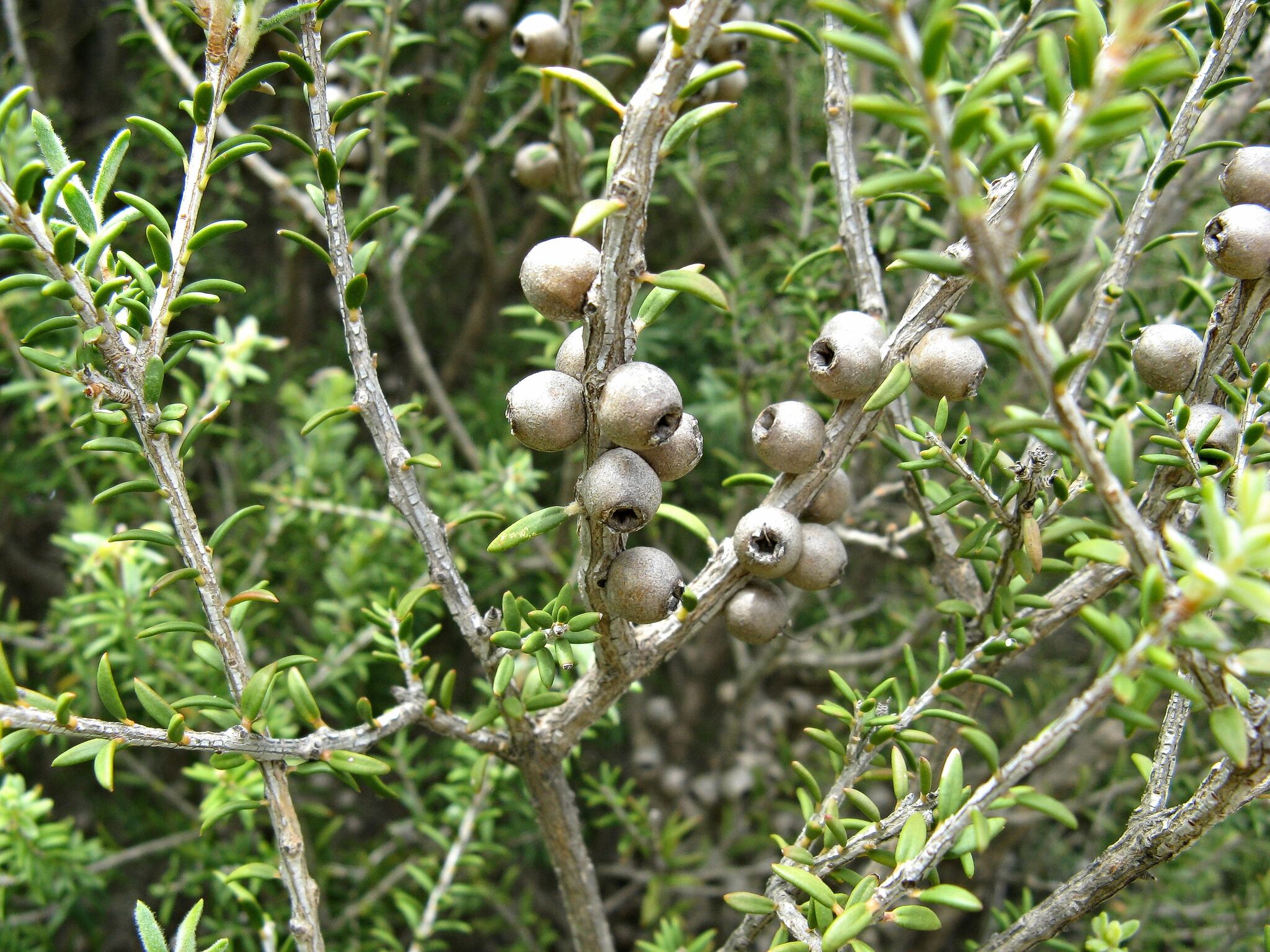 HortFlora