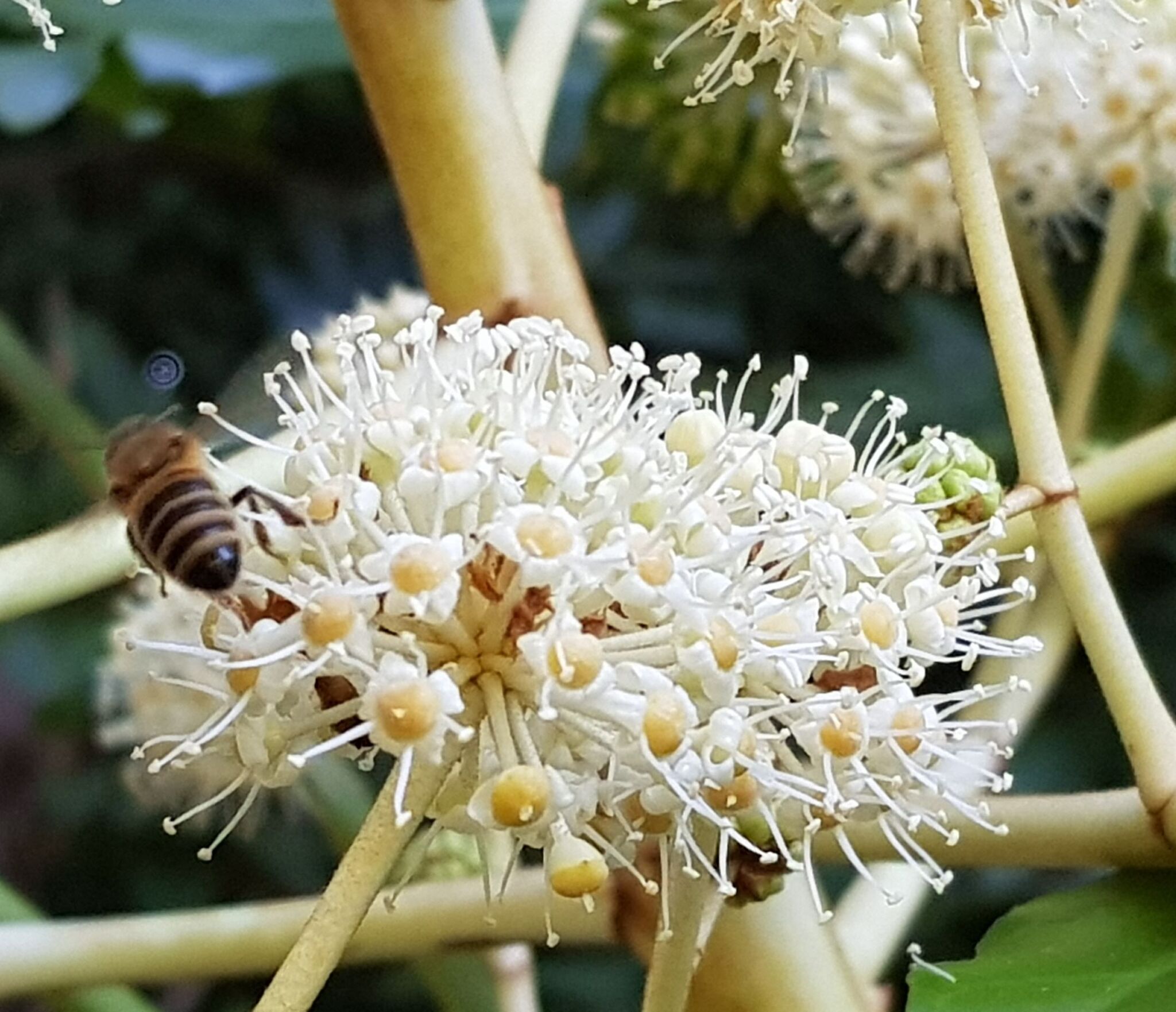 HortFlora