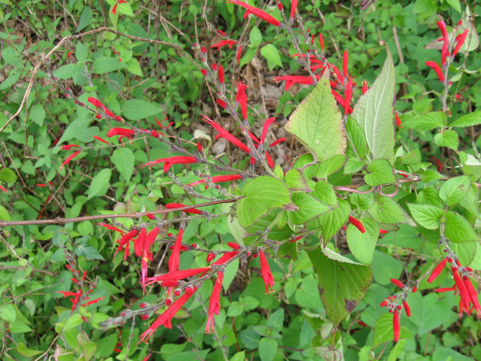 HortFlora